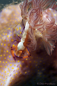 "The Hitch Hiker" Imperator shrimp catching a ride on Cer... by Debi Henshaw 